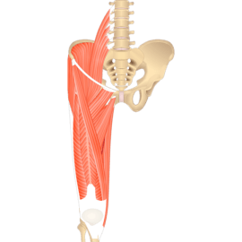 anterior thigh muscles anatomy