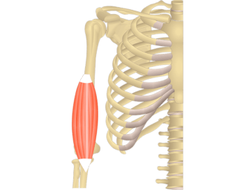 Brachialis Muscle: arm muscles