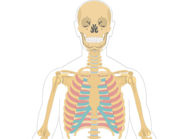 External Intercostal Muscles