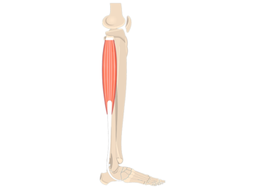 Fibularis Peroneus Longus Foot Muscle