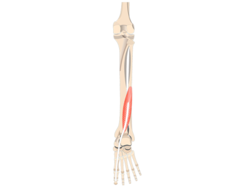 Flexor Hallucis Longus Foot Muscle