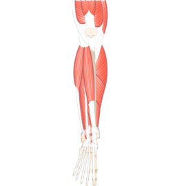 foot muscle anatomy