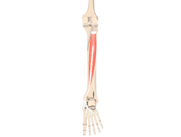 Tibialis Posterior Muscle