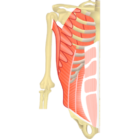 abdominal muscles anatomy