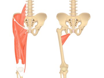 adductor brevis muscle