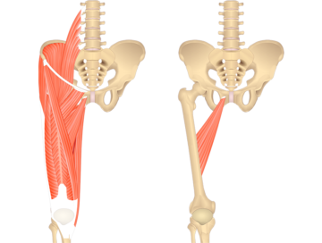 adductor longus muscle