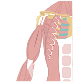 arm muscle anatomy