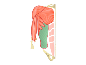 external oblique abdominal muscle