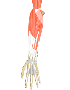 forearm muscle anatomy