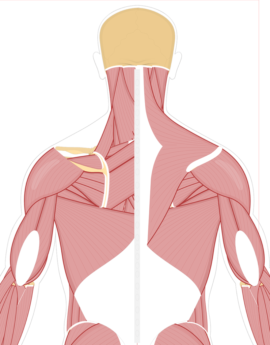 head and neck muscle anatomy