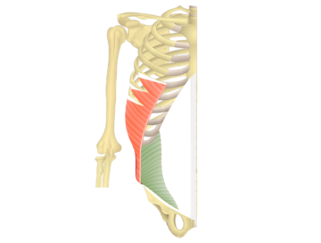 internal abdominis oblique muscle
