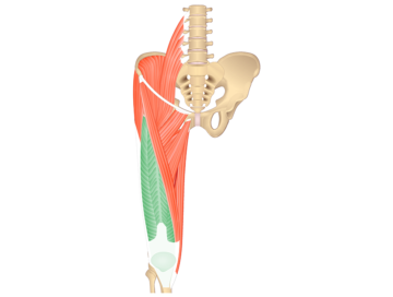 quadriceps muscle: anterior thigh muscles