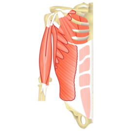 Shoulder muscle anatomy